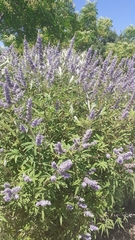 Vitex agnus-castus