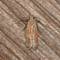Anacampsis fullonella