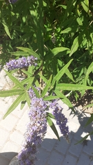Vitex agnus-castus