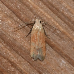 Anacampsis fullonella