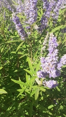 Vitex agnus-castus
