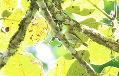 Chrysothlypis chrysomelas image