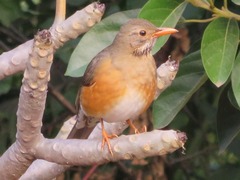 Turdus libonyana