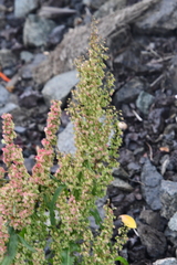 Rumex aquaticus protractus