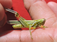 Hesperotettix viridis