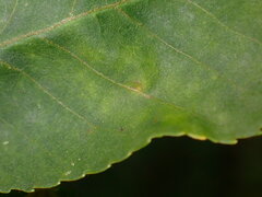 Caryomyia cilidolium
