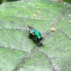 Euperilampus triangularis