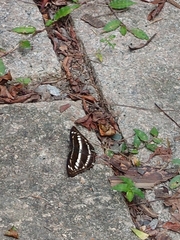 Limenitidini