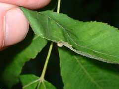 Caryomyia cilidolium