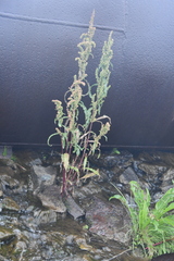 Rumex pseudonatronatus