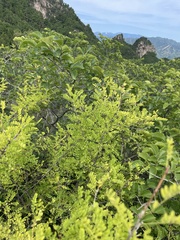 Caragana microphylla