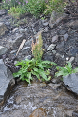 Rumex aquaticus protractus