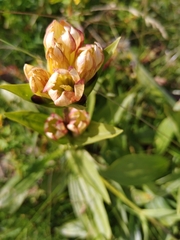 Gentiana punctata