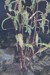 Rumex pseudonatronatus