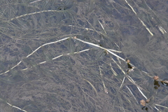 Potamogeton perfoliatus