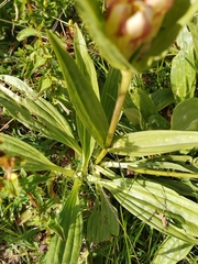 Gentiana punctata
