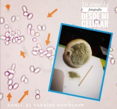 Penicillium digitatum