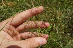 Trinia kitaibelii
