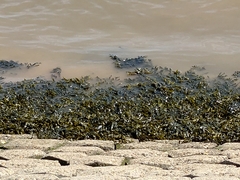 Fucaceae