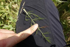 Trinia kitaibelii