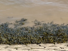 Fucaceae