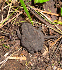 Rhinella dorbignyi