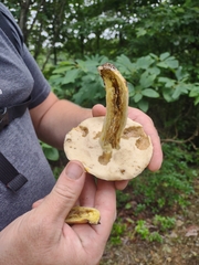 Boletus auripes