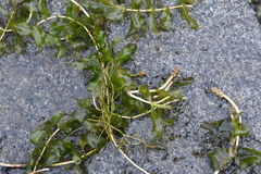 Potamogeton perfoliatus