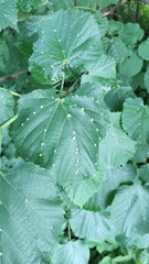 Eriophyes exilis