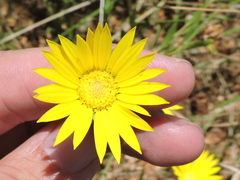 Xanthisma texanum drummondii