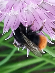 Bombus lapidarius