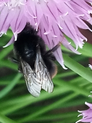 Bombus lapidarius