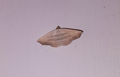Phalacra