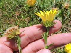 Xanthisma texanum drummondii