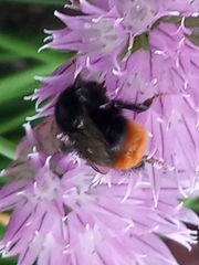 Bombus lapidarius
