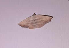Phalacra