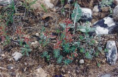 Thymelaea pubescens
