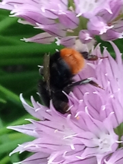 Bombus lapidarius