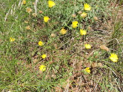 Xanthisma texanum drummondii