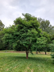 Robinia pseudoacacia