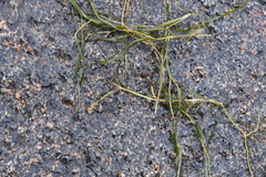 Potamogeton sibiricus