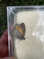 Hyponephele lycaon