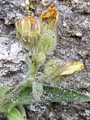 Andryala integrifolia