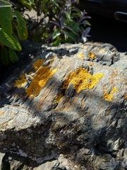 Xanthoria parietina