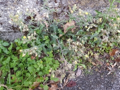 Andryala integrifolia