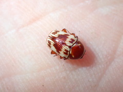 Cryptocephalus mutabilis