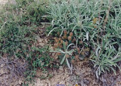 Thymelaea pubescens