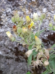 Andryala integrifolia