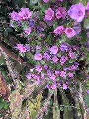 Echium pininana