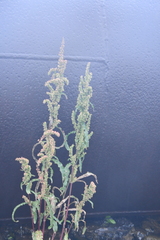 Rumex pseudonatronatus